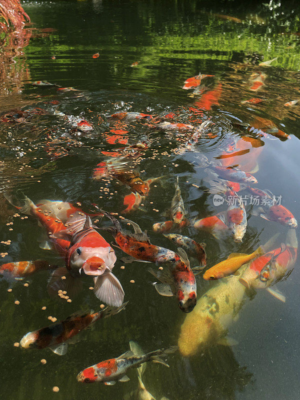 白布图案鱼池水面的特写图像，shubunkin金鱼与大的Chagoi, Kohaku, Sanke和Ogon锦鲤游泳，张大的嘴，觅食疯狂，悬着枫树枝，聚焦前景